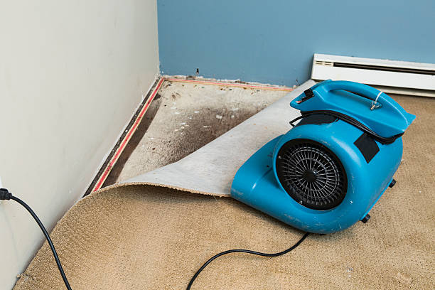 Best Mold removal after water damage  in Green Bay, WI